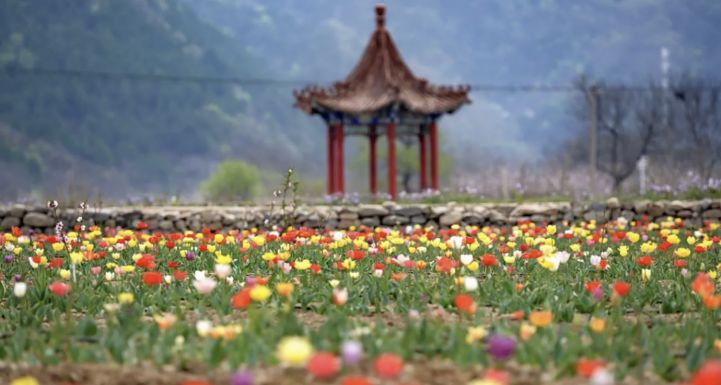 北京乡村振兴故事——“桃园＋花卉＋食用菌”打出林下经济组合拳