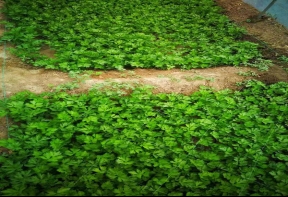 芹菜夏季采后管理要细致