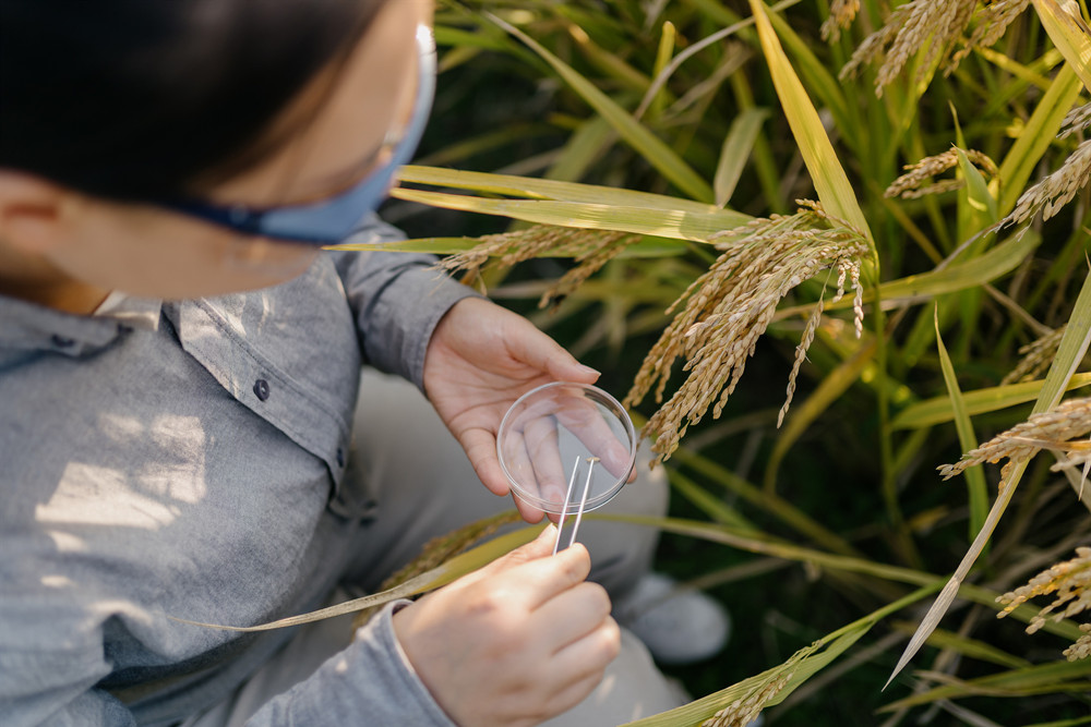 北京市植物保护站：硫磺熏蒸防治白粉病效果好