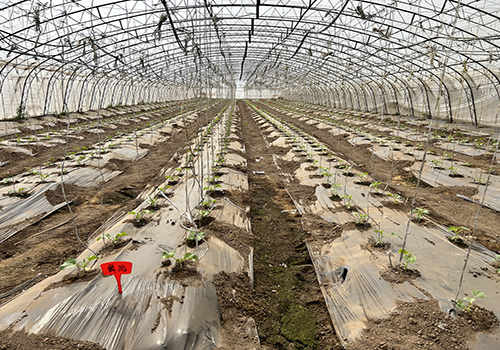 节气探农事|谷雨节气春大棚厚皮甜瓜栽培技术要点